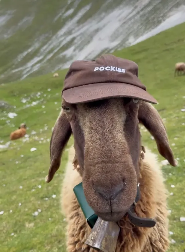 Pockies συλλογή